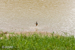 Common Kingfisher (2010)