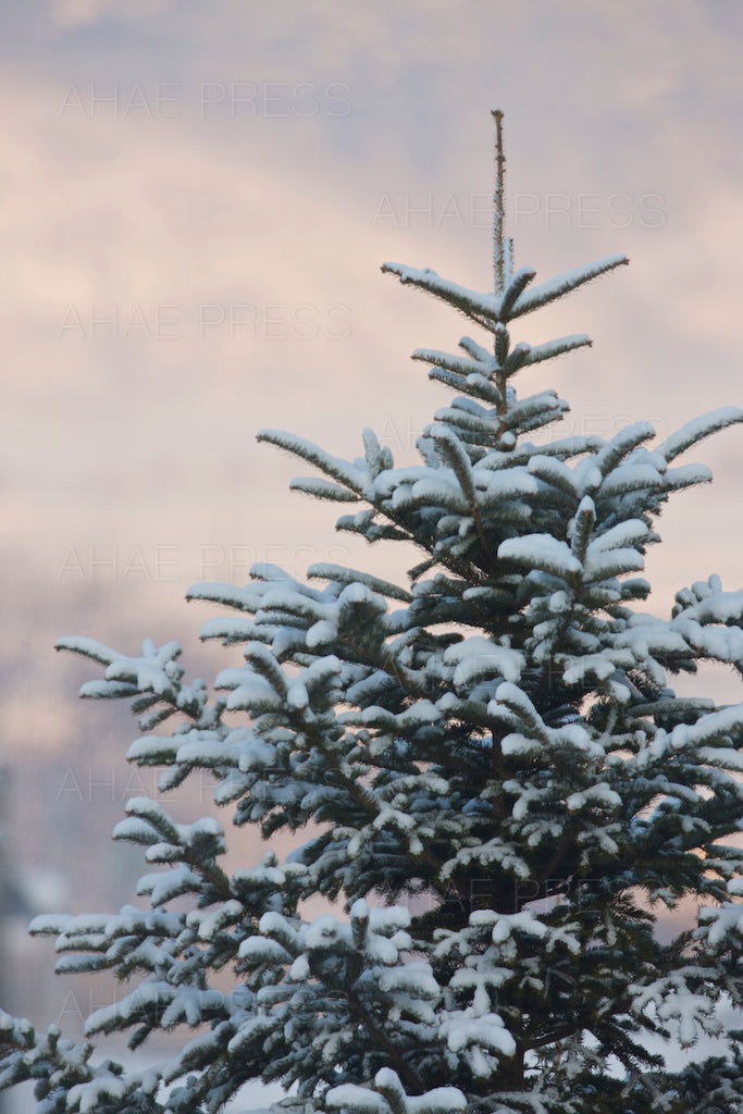 Pine Tree