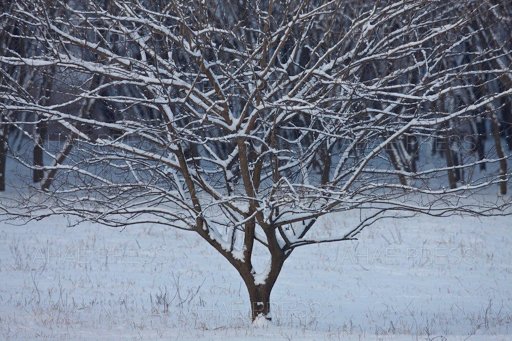Mulberry Tree