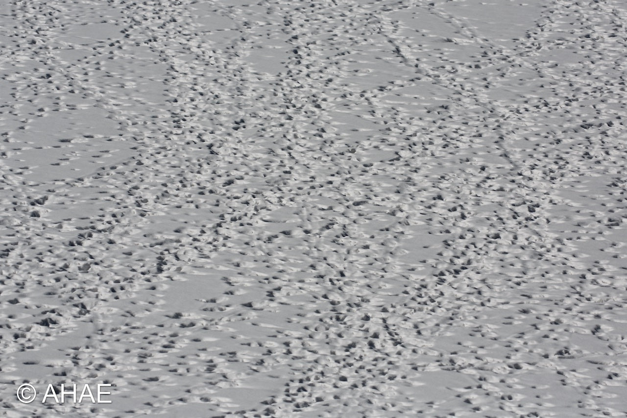 Animal Tracks (2013)