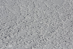 Animal Tracks (2013)