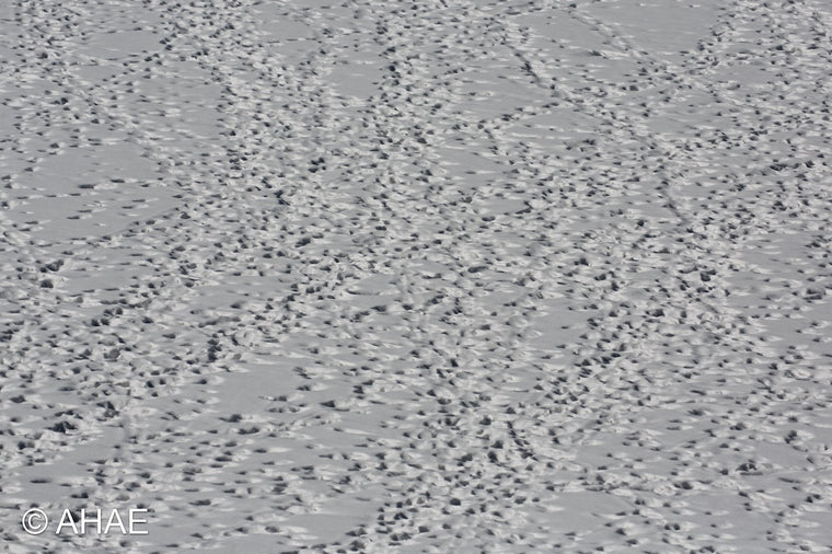 Animal Tracks (2013)