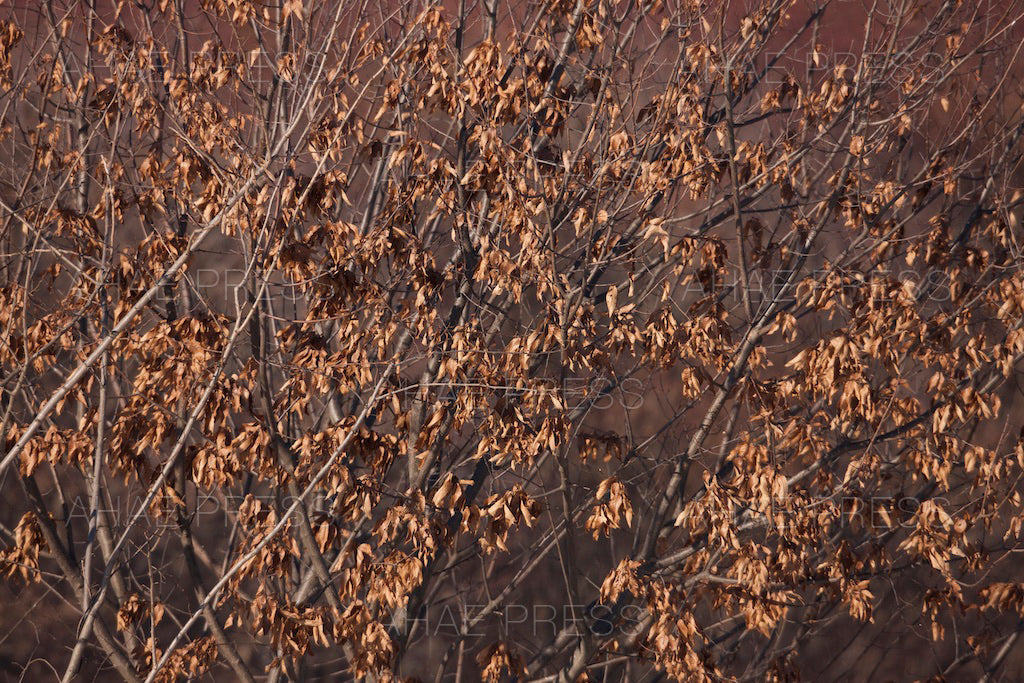 Branches in Winter