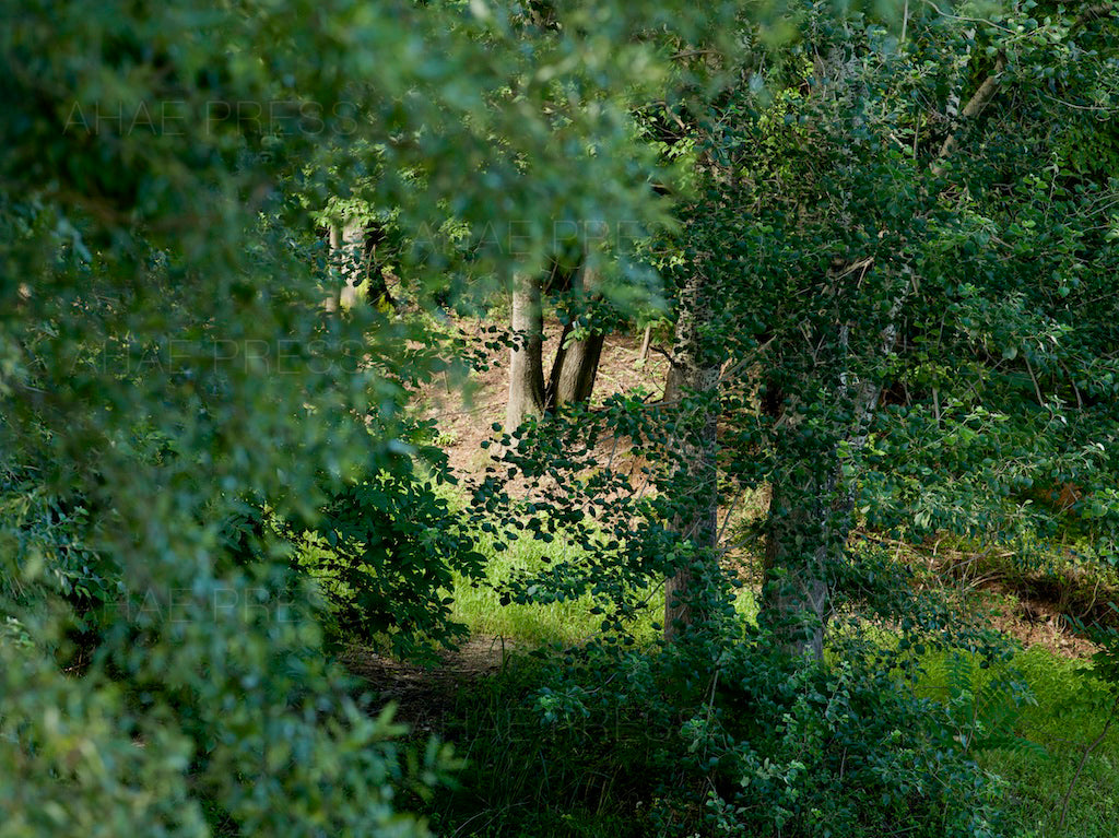 Trees