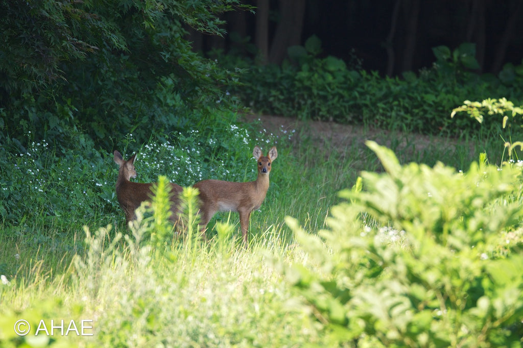 Water Deer (2010)