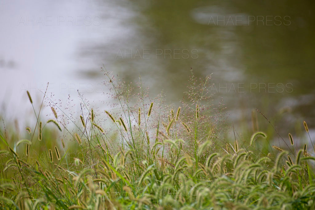 Green Foxtails