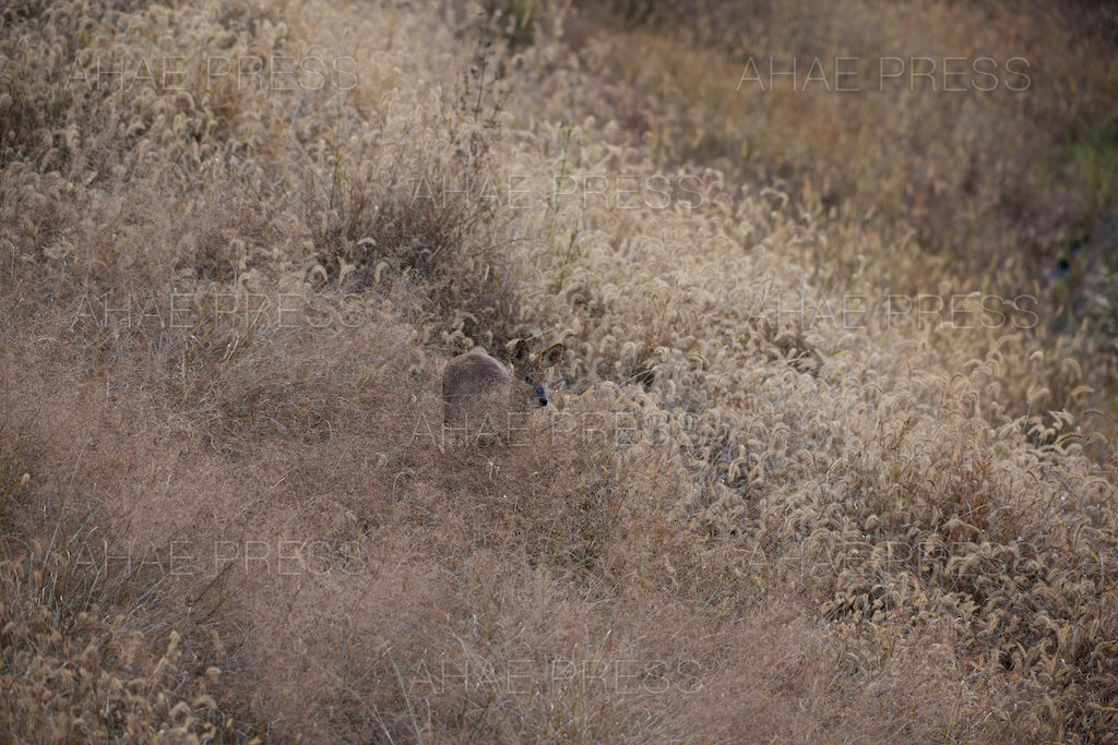 Water Deer