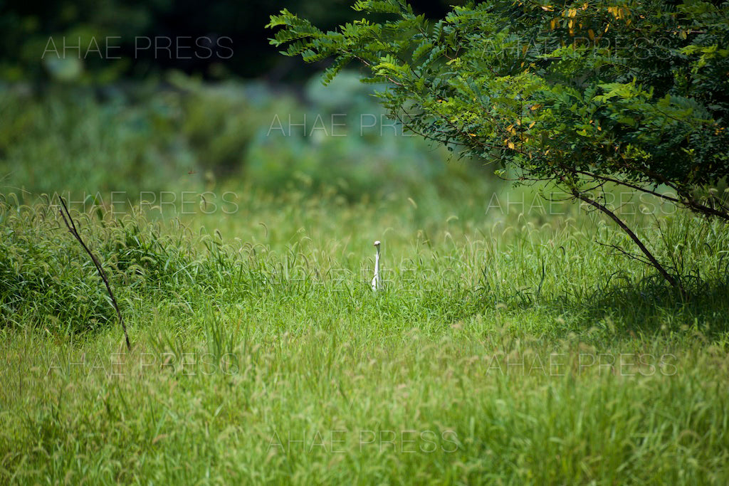 Grey Heron