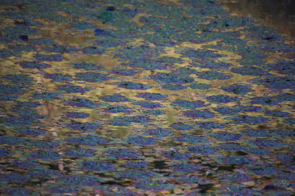 Pondweed