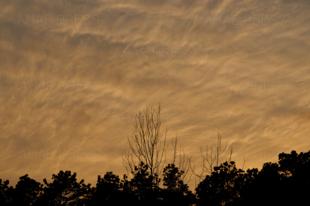 Evening Sky