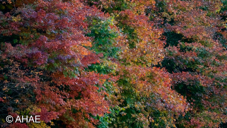 Maple Trees in Autumn (2011)