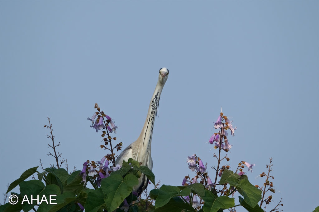 Grey Heron on Paulownia Tree (2010)