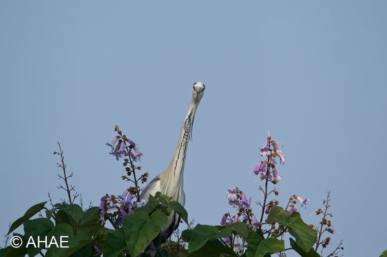 Grey Heron on Paulownia Tree (2010)
