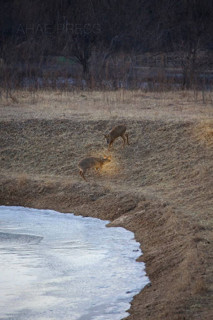 Water Deer