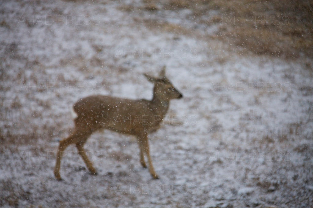 Water Deer