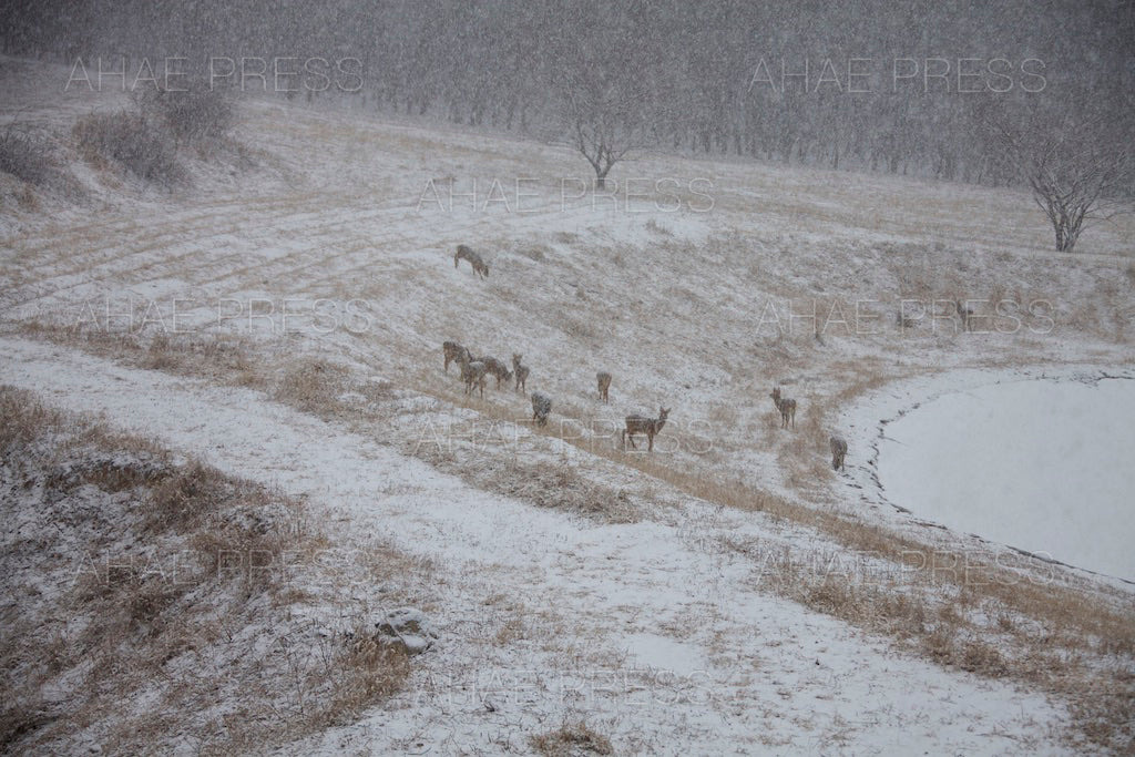 Water Deer
