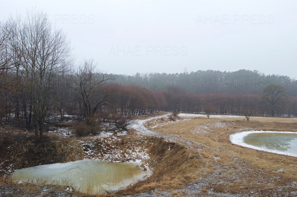 Woods in Winter