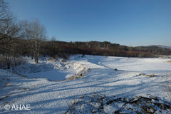 Woods in Winter (2013)