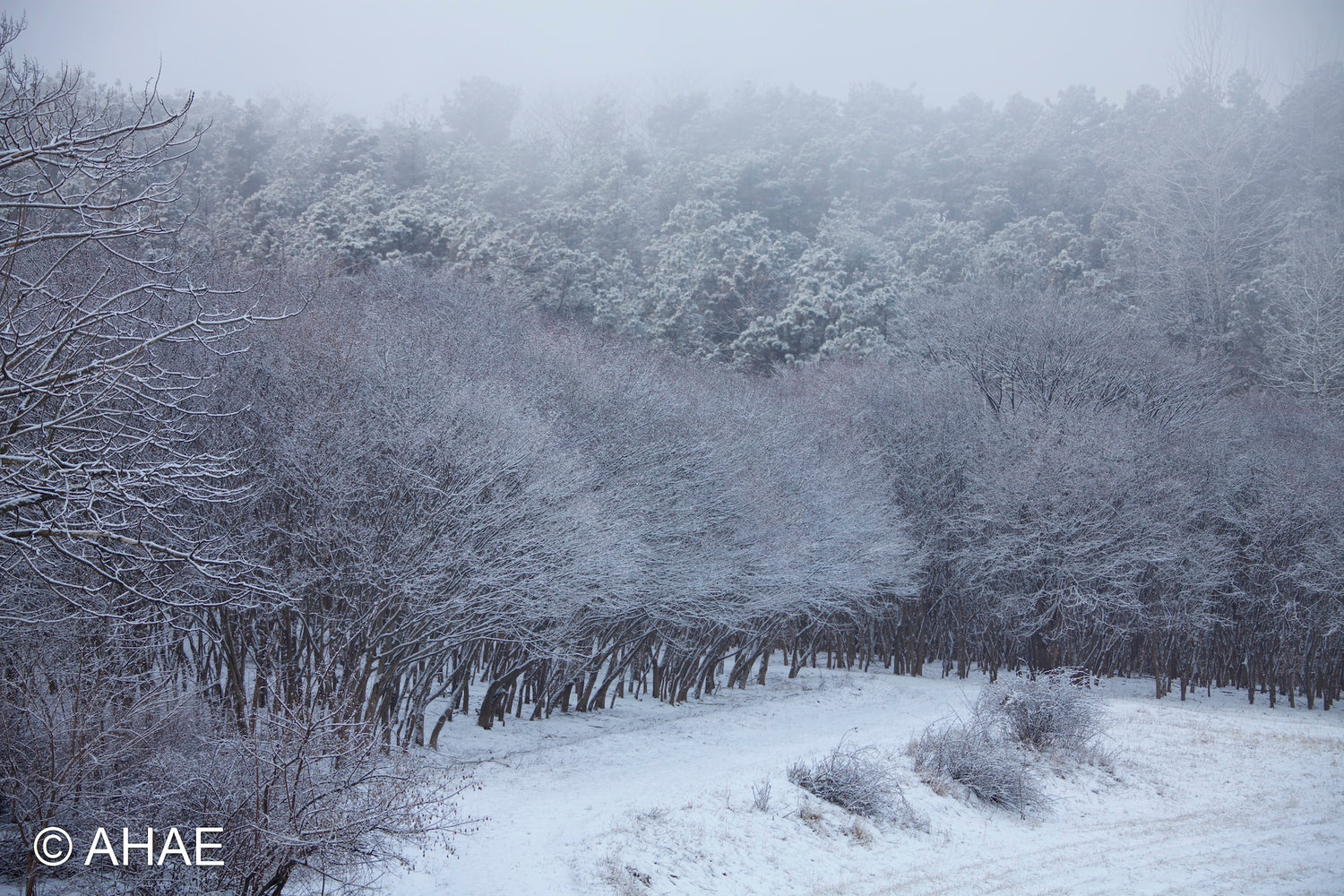 Maple Trees in Winter (2012)
