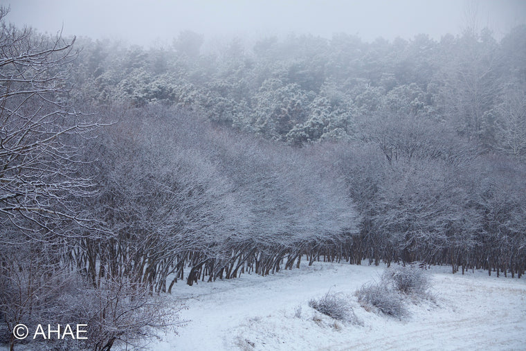 Maple Trees in Winter (2012)