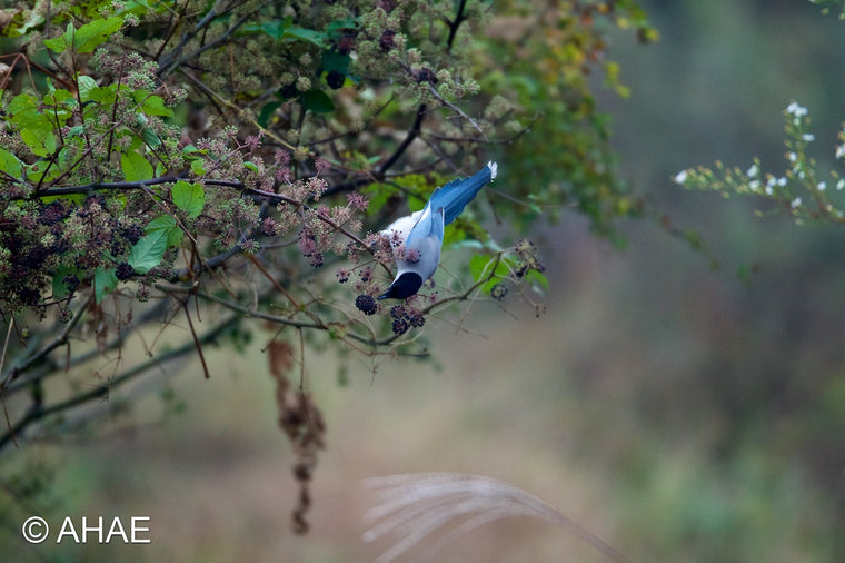 Azure-winged Magpie, on Mini Canvas (9 x 12" – 228 x 305mm)