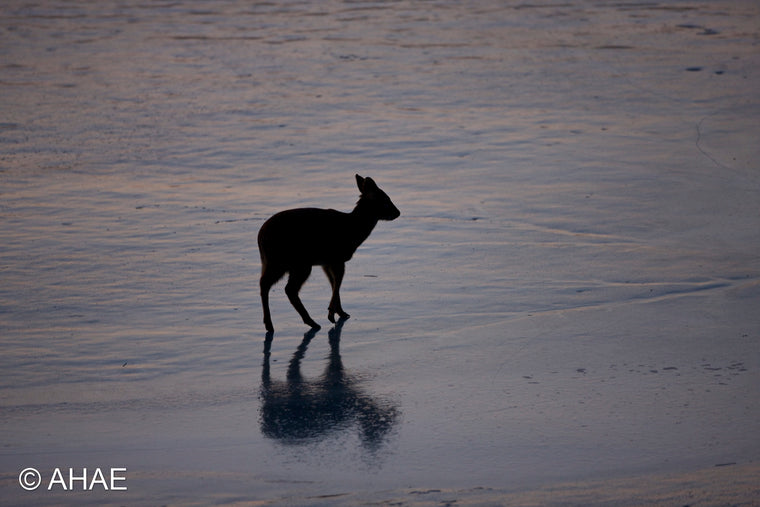 Water Deer on Frozen Pond (2012)
