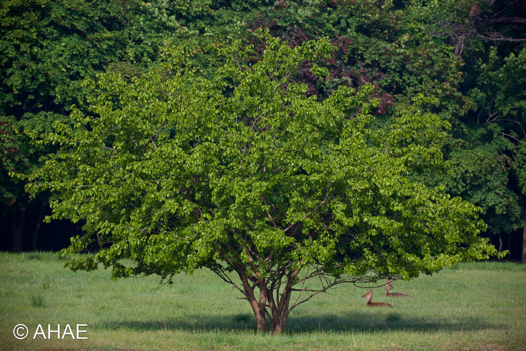 Mulberry Tree, on Art Canvas (36 x 54