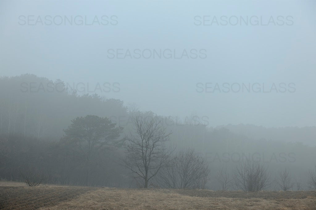 Woods in Winter Mist