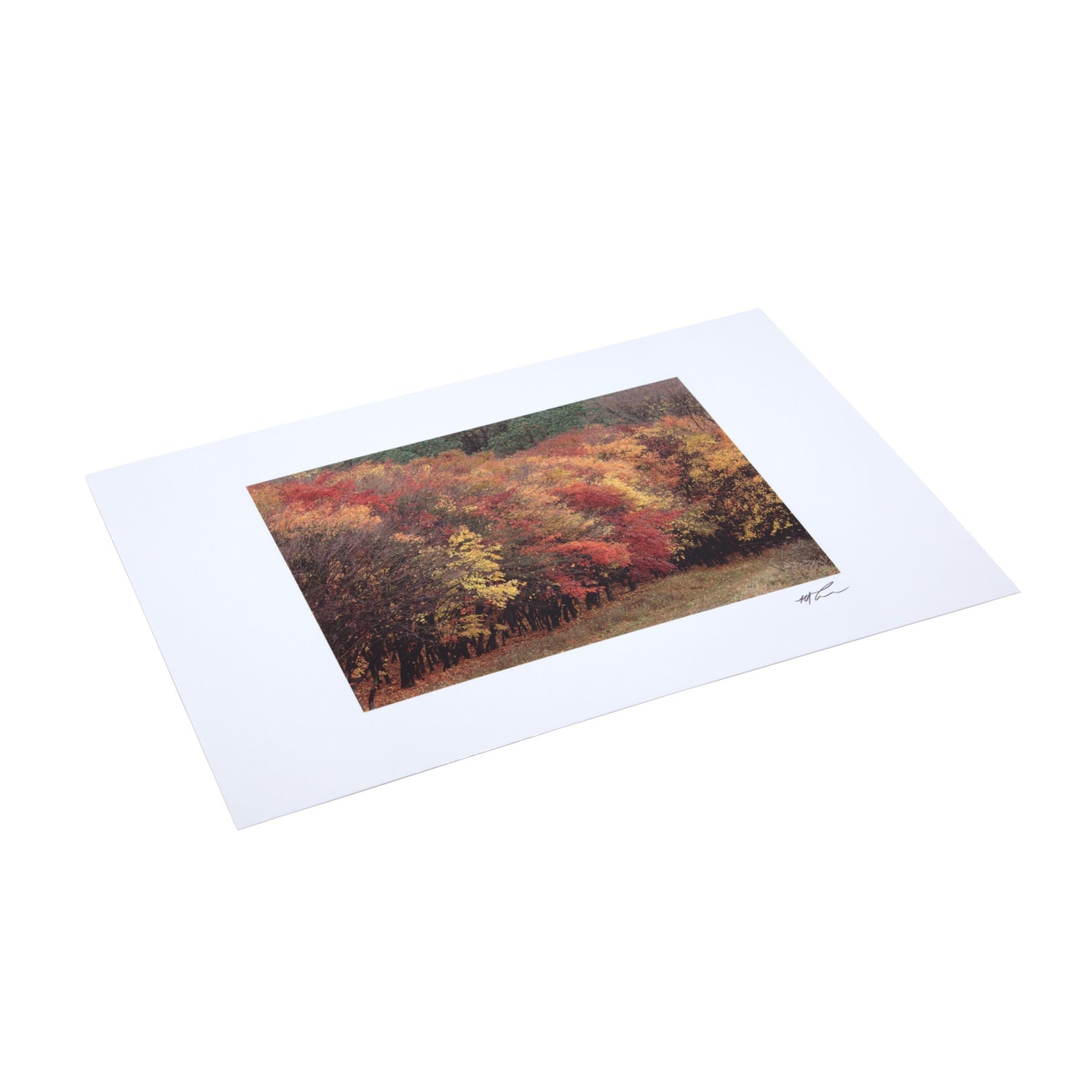 Giant Postcard