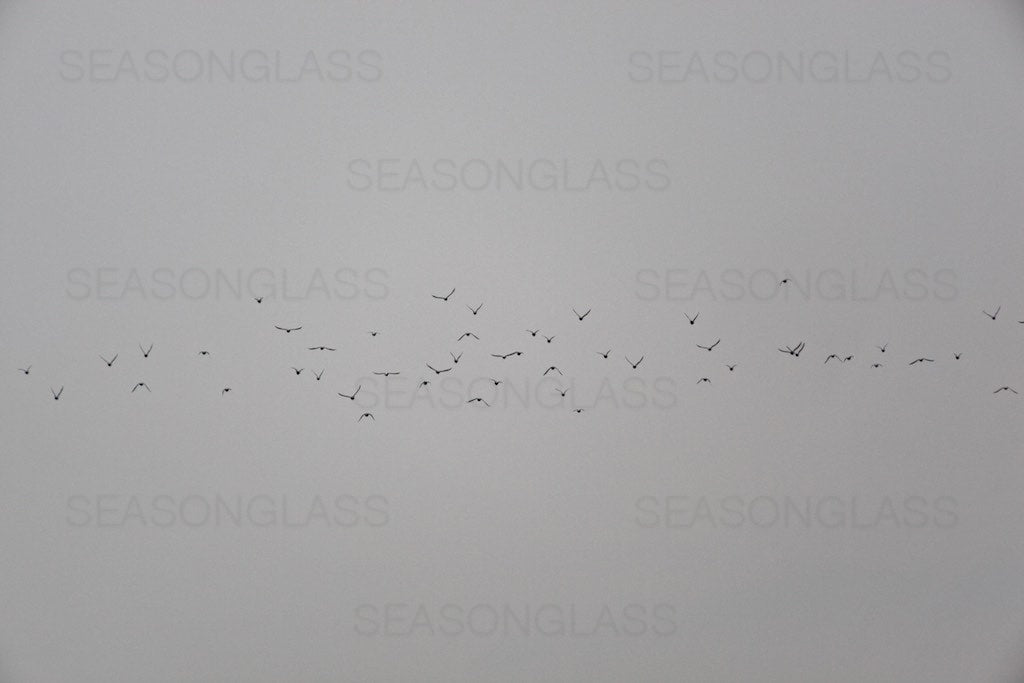 Birds in Flight