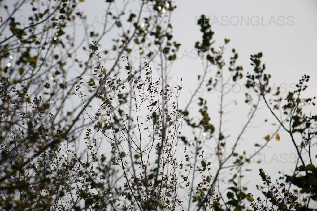 Bird on Branches