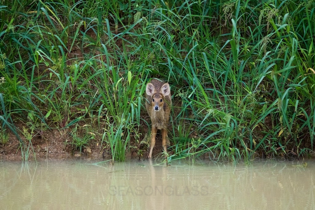 Water Deer