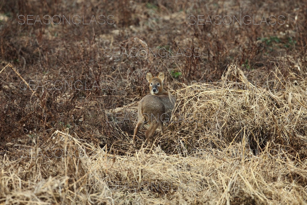 Water Deer