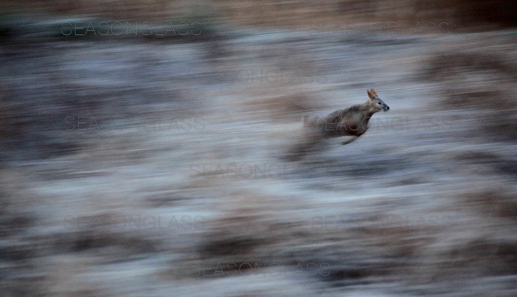 Water Deer