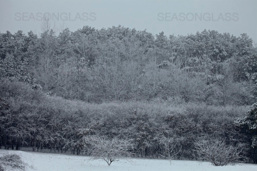 Vinous-throated Parrotbills