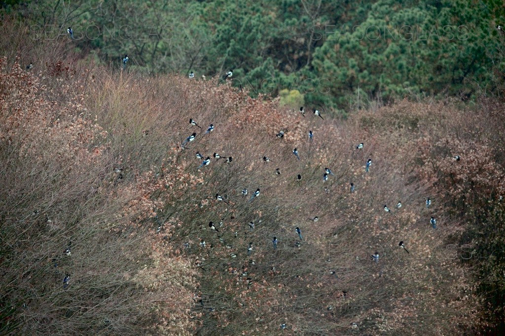 Magpies on Maple Tree